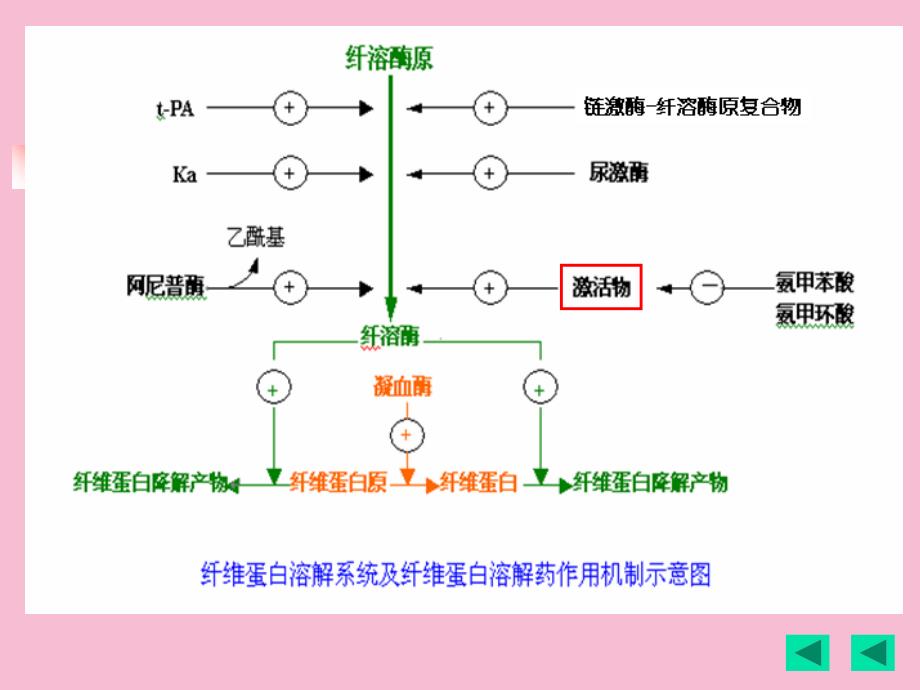 血液和造血系统药物ppt课件_第4页