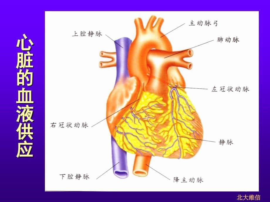 心脑血管病讲座PPT课件_第5页