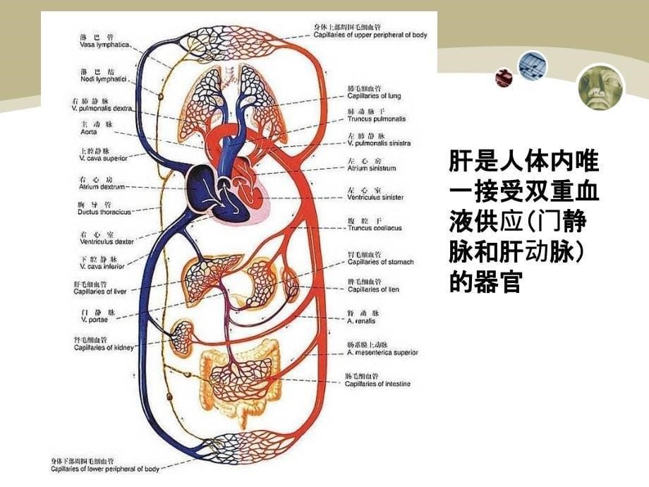 门脉高压症病人护理_第5页