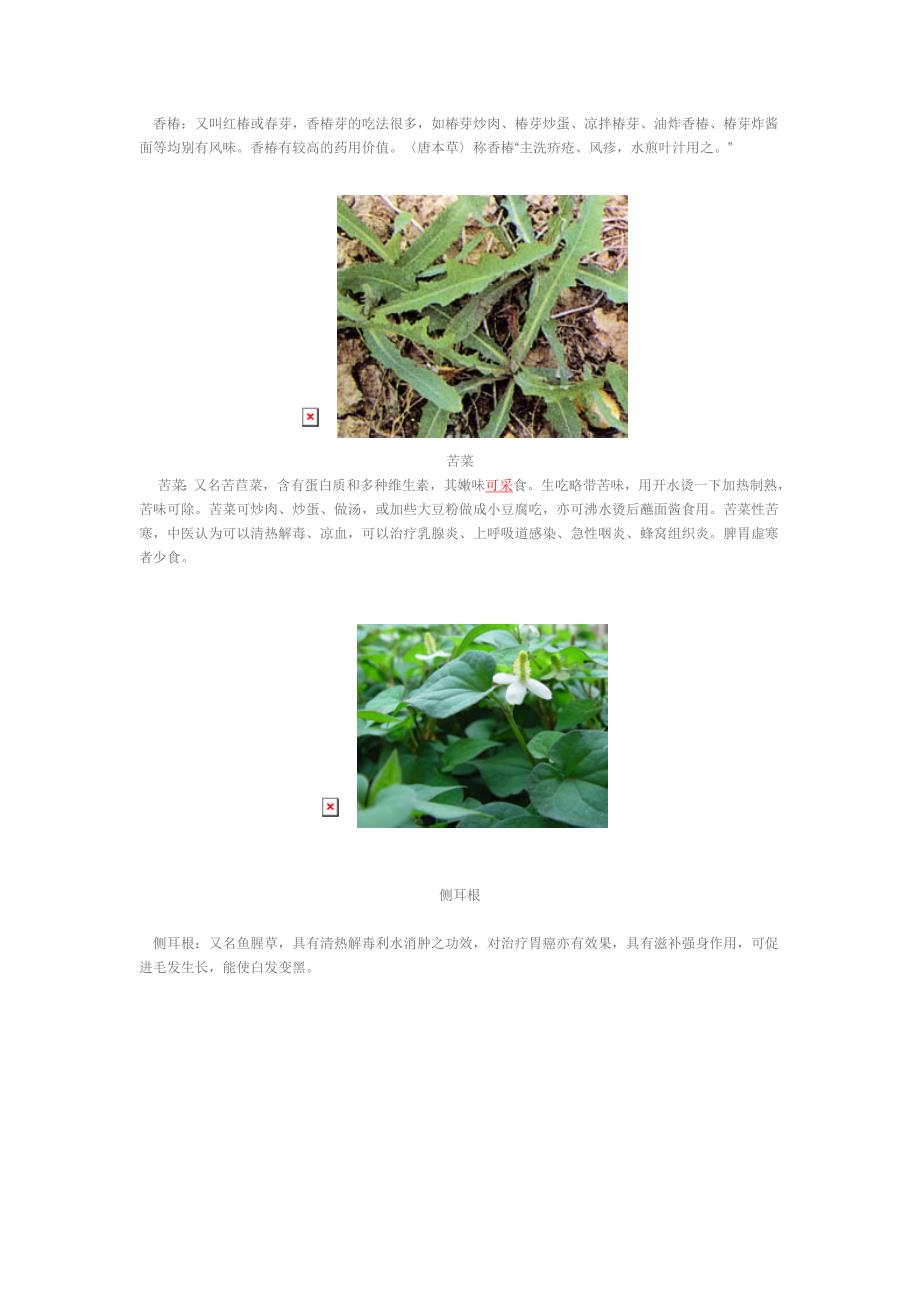 常见的几种野菜.doc_第4页