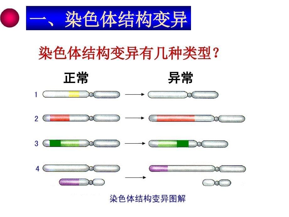 染色体变异(公开课)_第5页