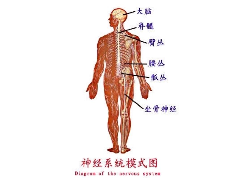 医学课件神经调节和激素行为_第3页