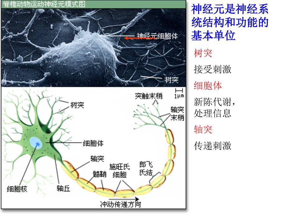 医学课件神经调节和激素行为_第4页