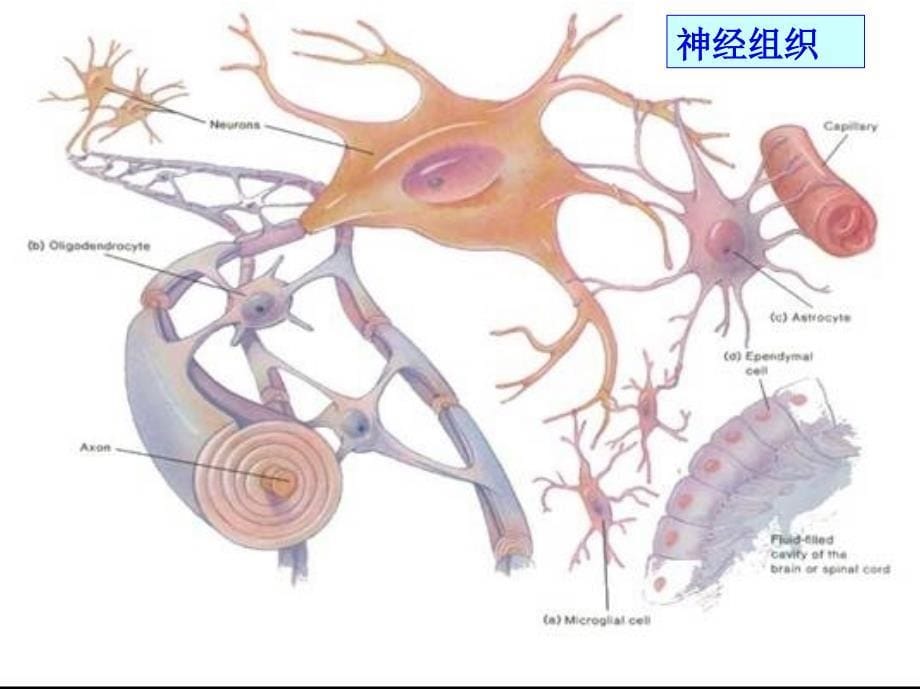 医学课件神经调节和激素行为_第5页