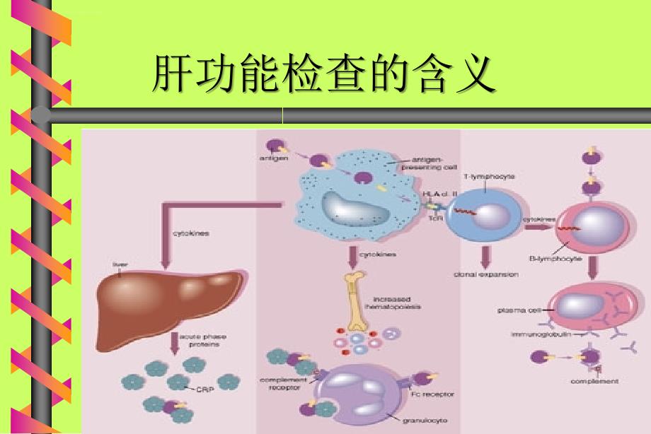 检验科讲课—生化ppt课件_第4页