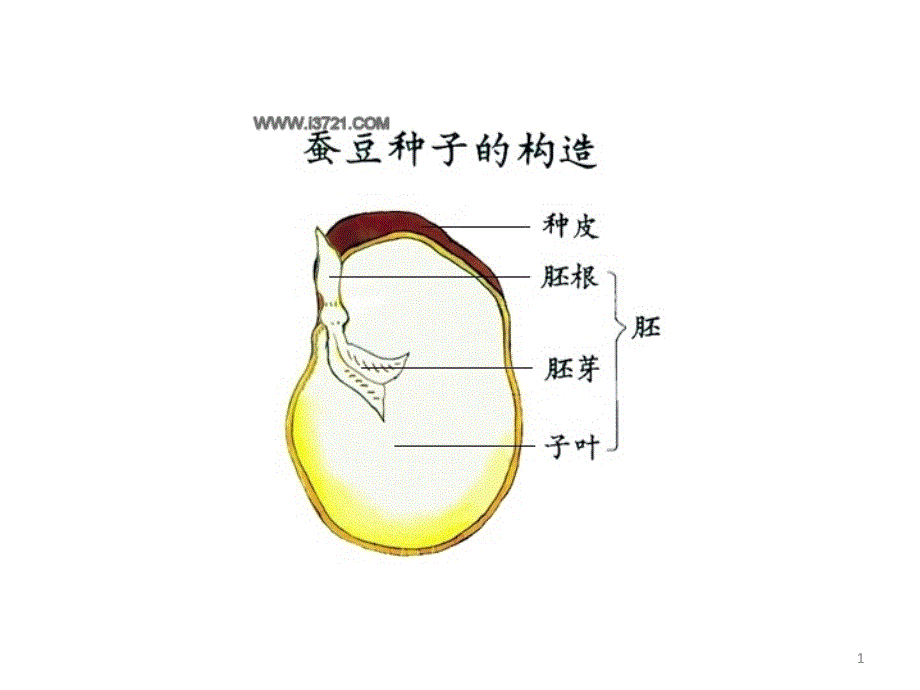 自由组合定律上课.ppt_第1页