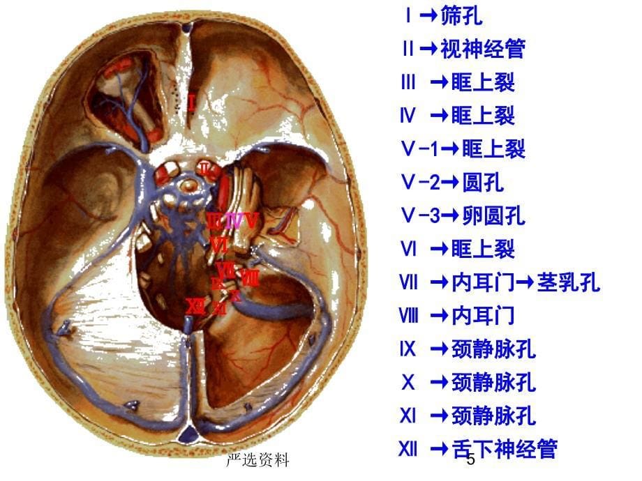 脑神经详解版（行业荟萃）_第5页