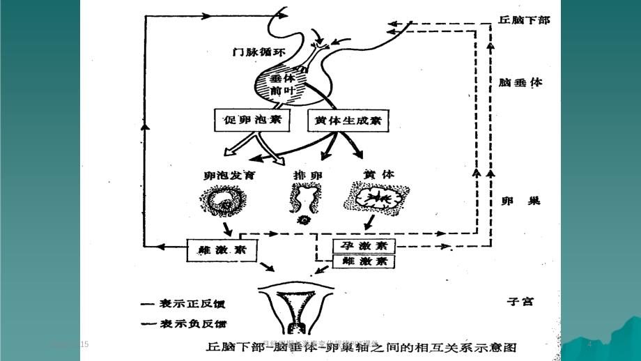 月经周期与激素变化规律_第4页