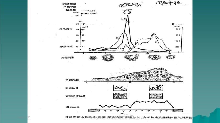 月经周期与激素变化规律_第5页