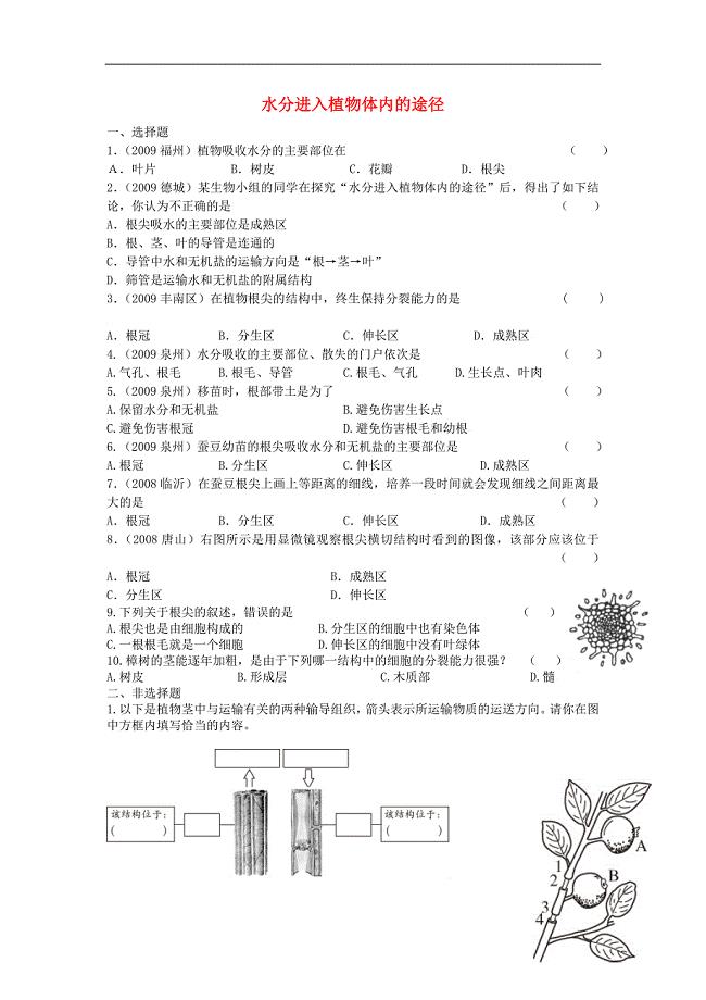 七年级生物下册 第三章 第一节 水分进入植物体内的途径同步练习 鲁科版