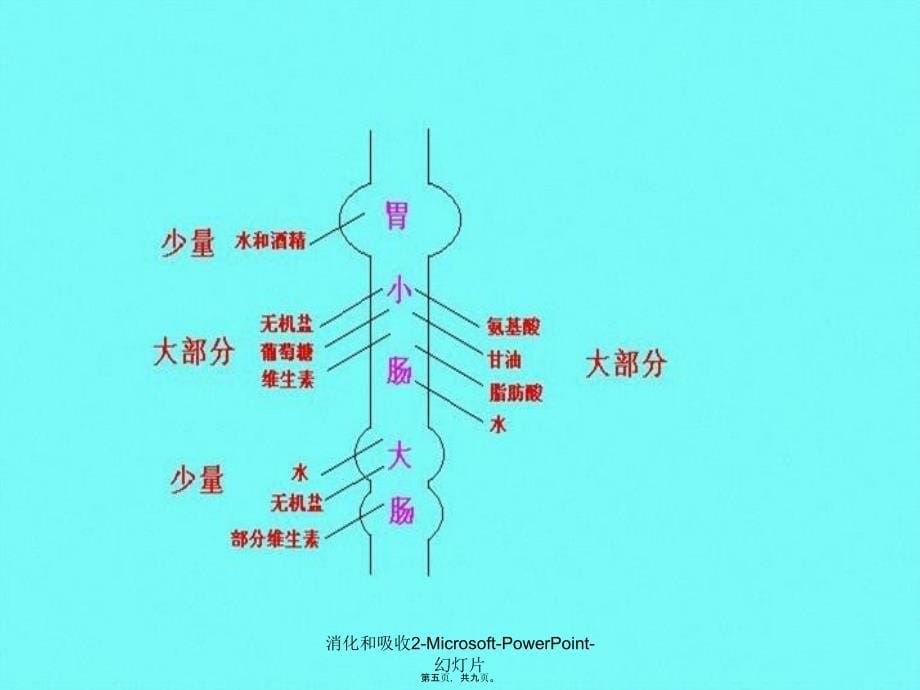 消化和吸收2-Microsoft-PowerPoint-幻灯片课件_第5页