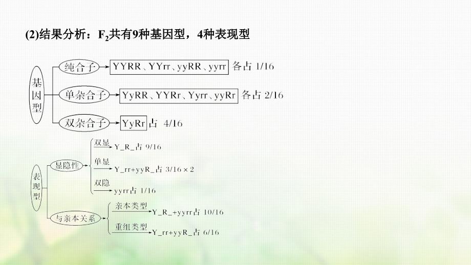 生物第五单元 遗传的基本规律 第15讲 基因的自由组合定律_第3页