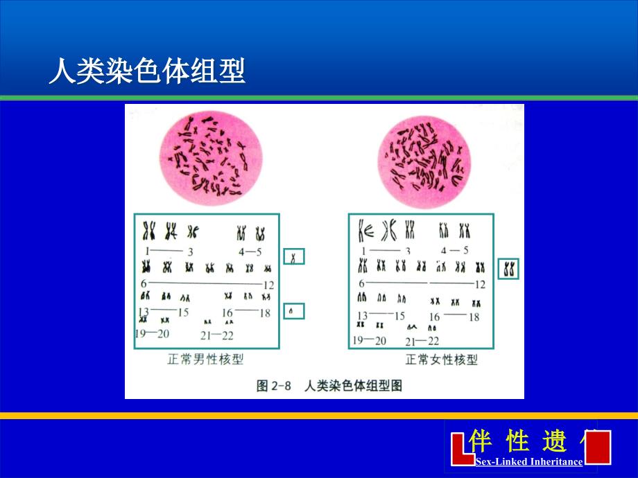 伴性遗传0711061PPT_第3页