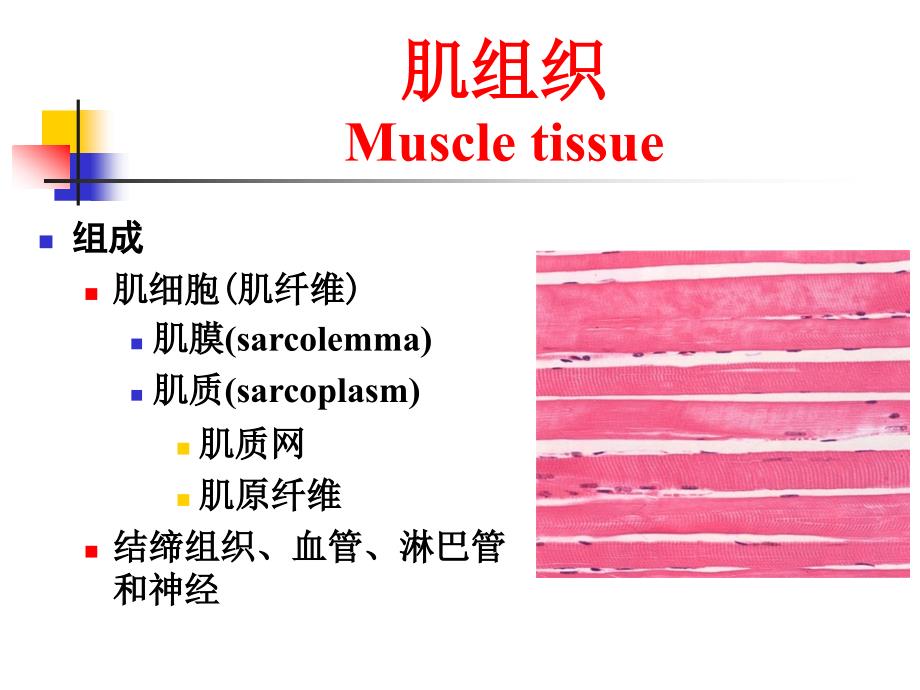 组织学与胚胎学：肌组织_第2页