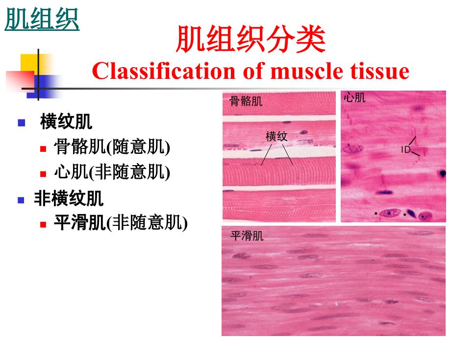 组织学与胚胎学：肌组织_第3页