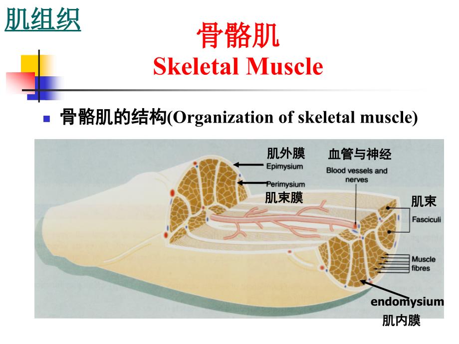 组织学与胚胎学：肌组织_第4页