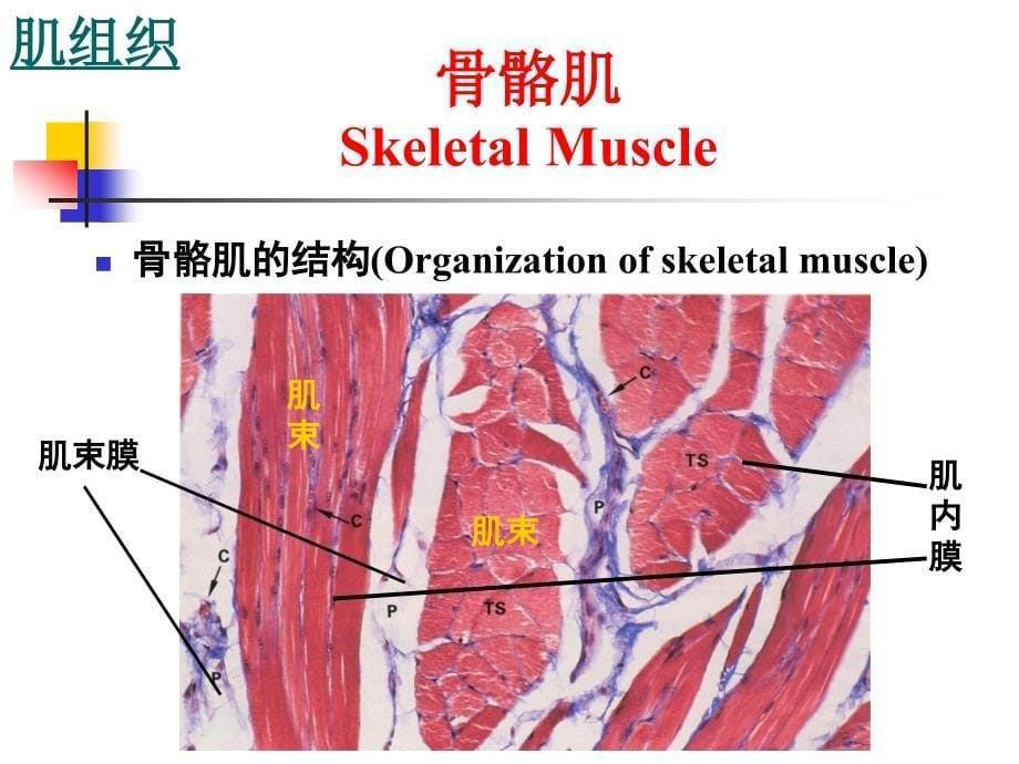 组织学与胚胎学：肌组织_第5页