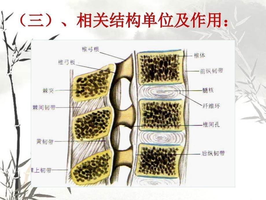 脊柱骨折和骨盆骨折_第5页