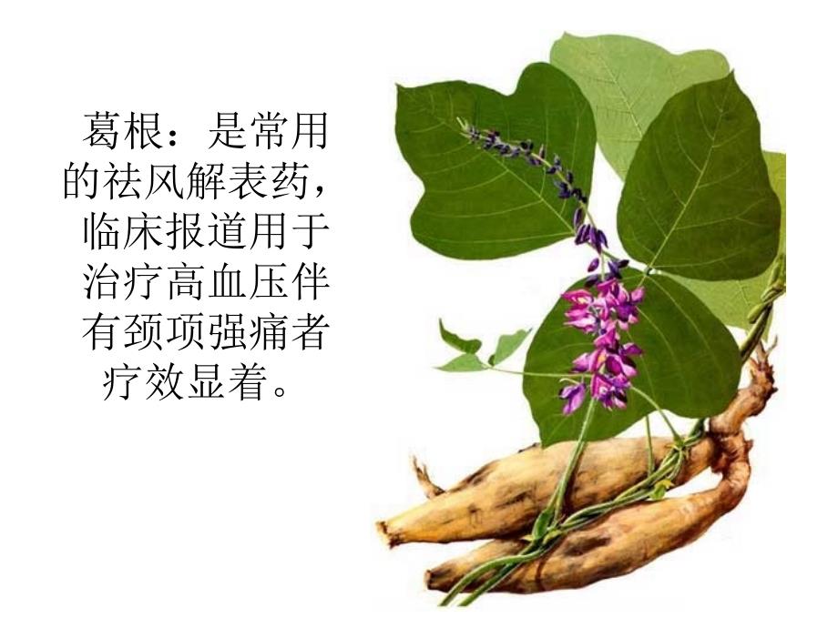 常见的降血压草药附带.ppt_第1页