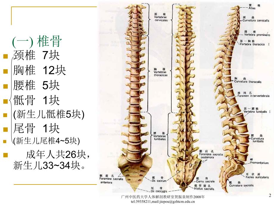 Chapter2LocomotiveSystem2骨学各论躯干骨_第2页