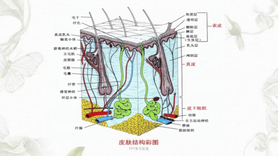 皮肤科学基础知识ppt课件_第2页