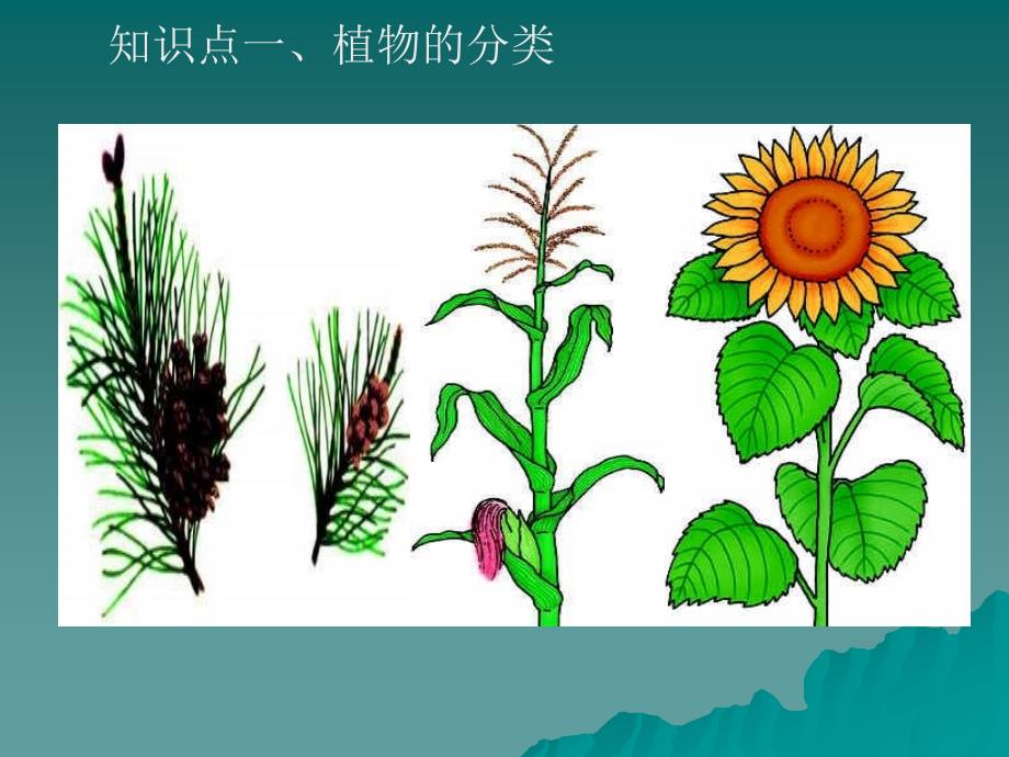 新人教版 第6单元 第一章 第一节 尝试对生物进行分类_第3页