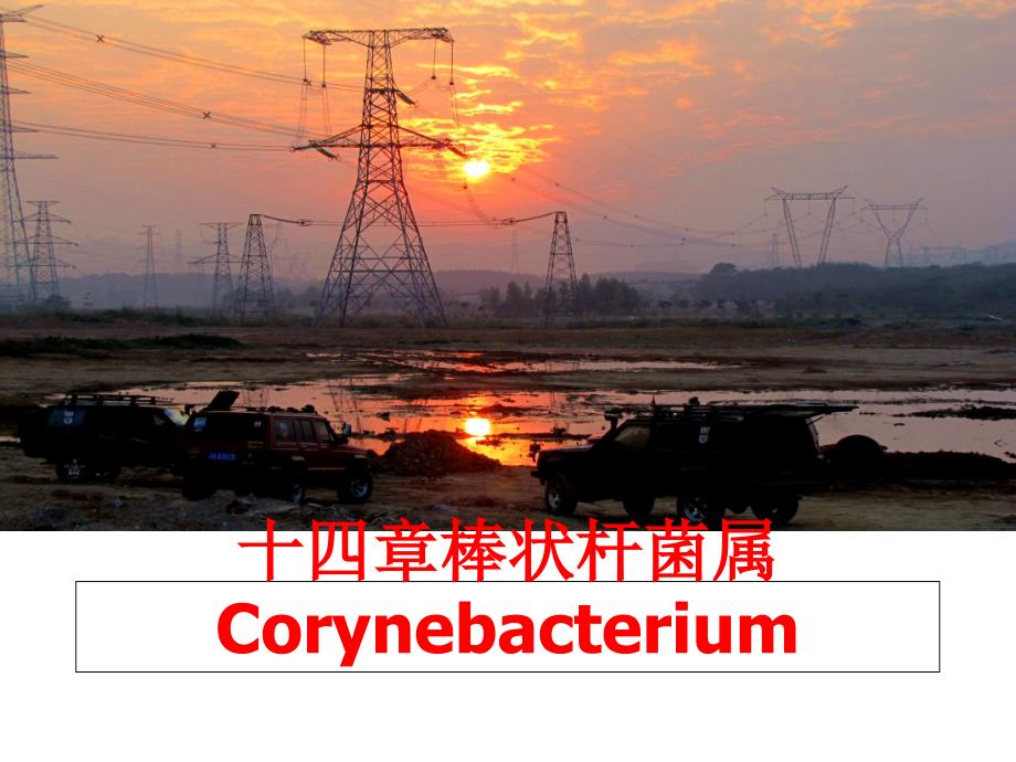 最新十四章棒状杆菌属CorynebacteriumPPT课件_第1页