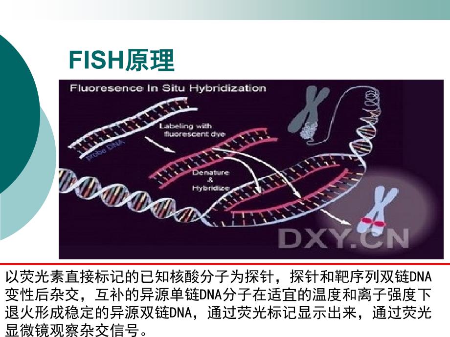 荧光原位杂交_第2页