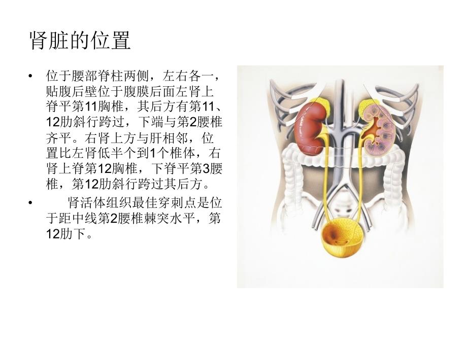 肾脏生理解剖-功能_第3页