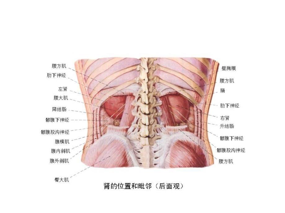 肾脏生理解剖-功能_第4页