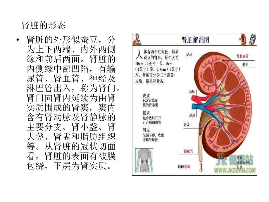 肾脏生理解剖-功能_第5页