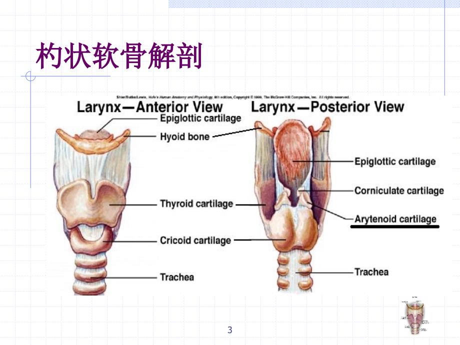 杓状软骨脱位的原因及处理_第3页