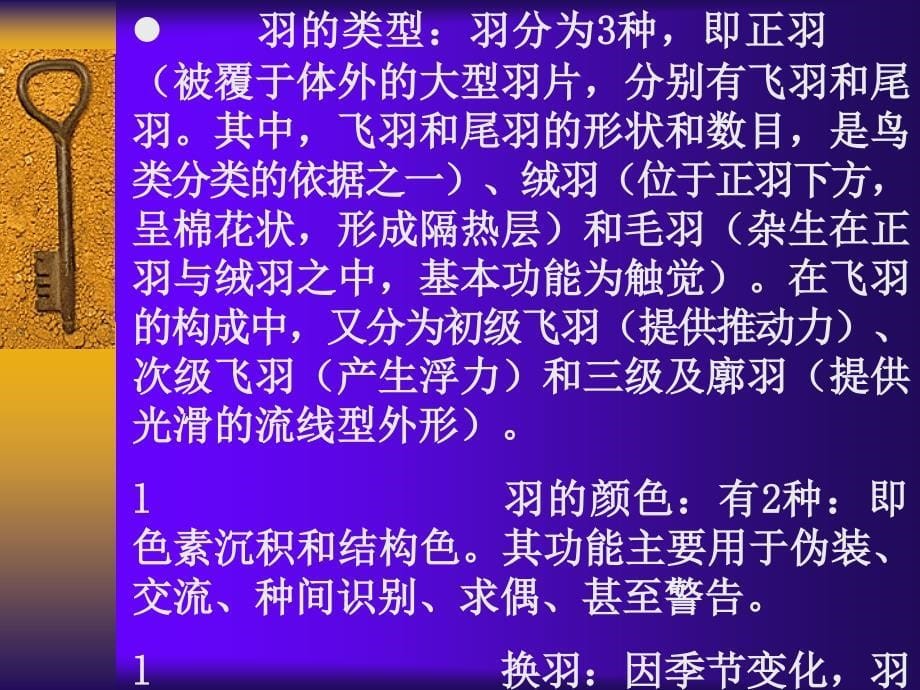 适于飞翔生活的恒温脊椎动物动物——鸟纲Aves在进化_第5页