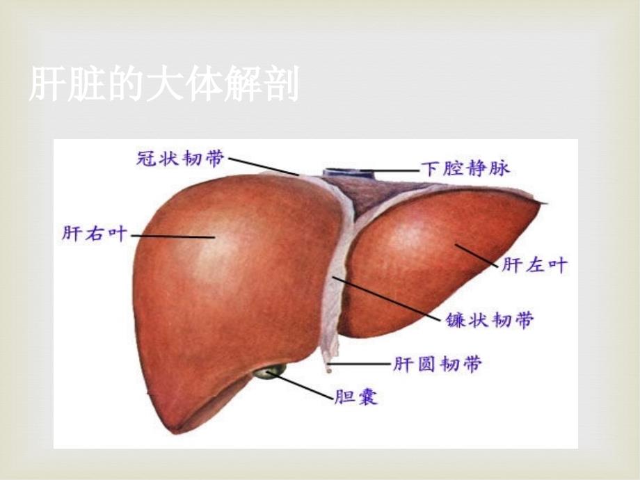 原发性肝细胞癌的CT和MRI诊断_第2页