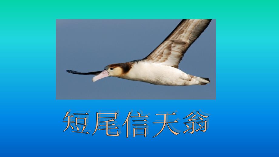 三年级下册信息技术课件7.神奇的艺术字大连理工版共15张PPT_第3页