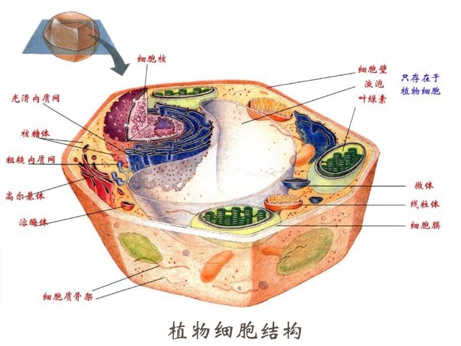 第三章酶工程动植物细胞培养产酶_第2页