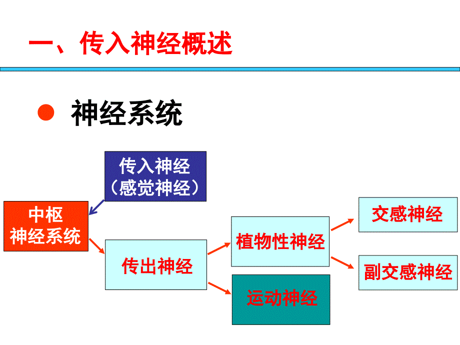 作用于传入神经系统药物_第2页