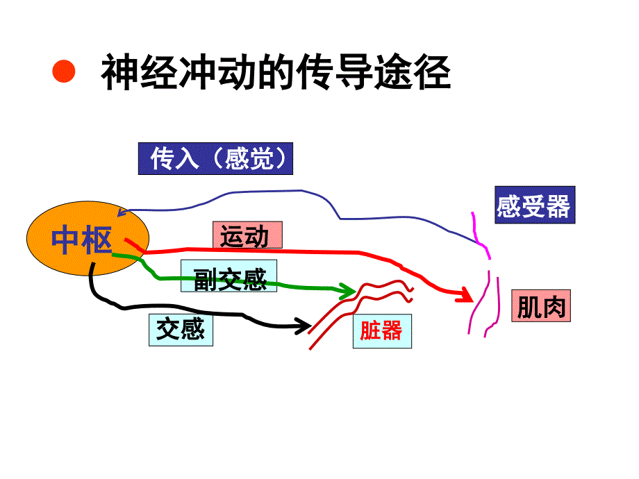 作用于传入神经系统药物_第3页