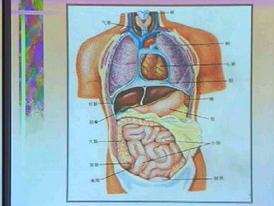 人教版初中生物七年级下册课件发生在肺内的气体交换_第4页