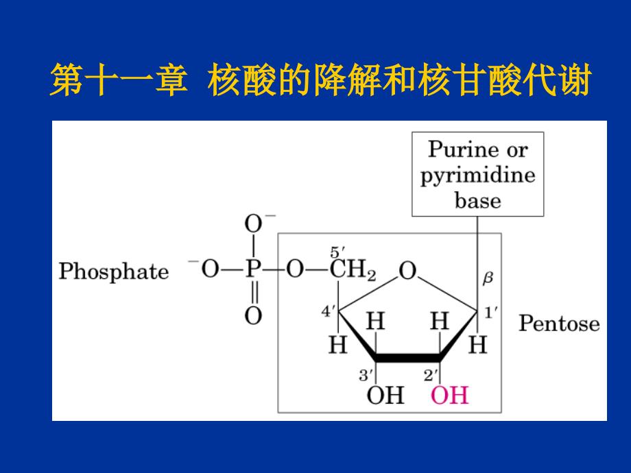 第十一章核酸的降解和核甘酸代谢_第1页