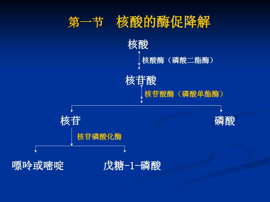 第十一章核酸的降解和核甘酸代谢_第4页