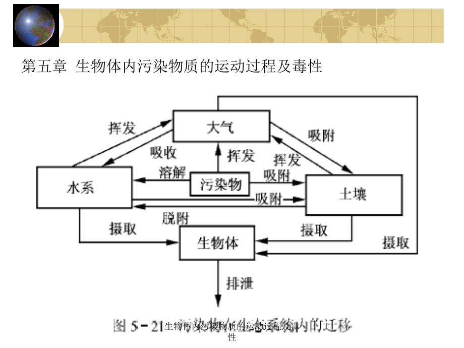 生物体内污染物质的运动过程及毒性课件_第1页