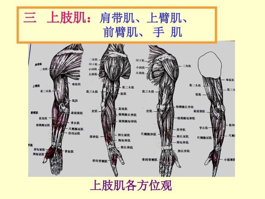 《运动解剖学》教学课件：13上肢肌_第5页