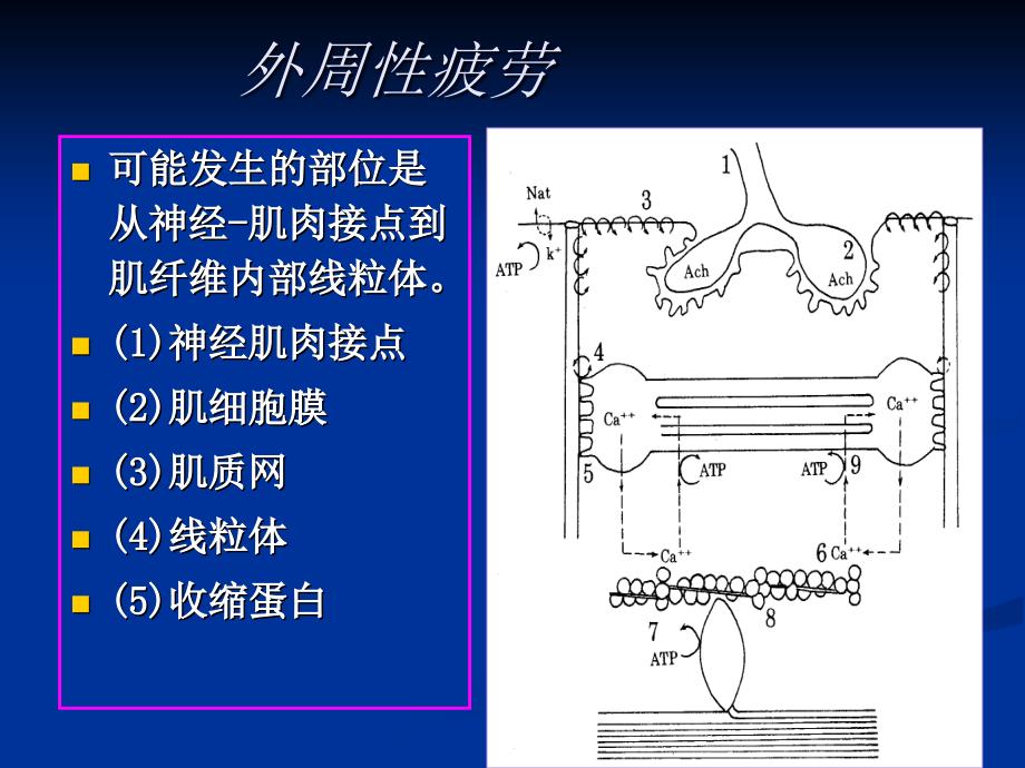 运动生物化学第六章_第4页