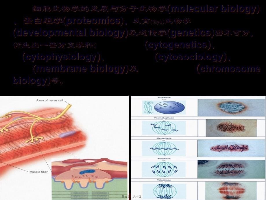 医学专题—绪论细胞30864_第5页