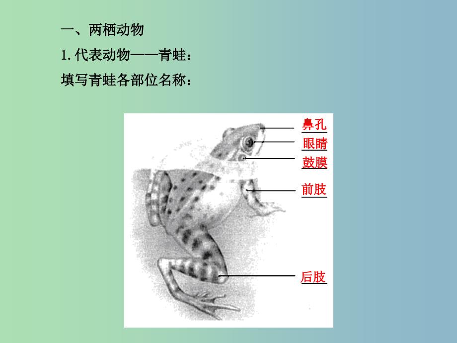 八年级生物上册 5.1.5 两栖动物和爬行动物课件 （新版）新人教版.ppt_第3页