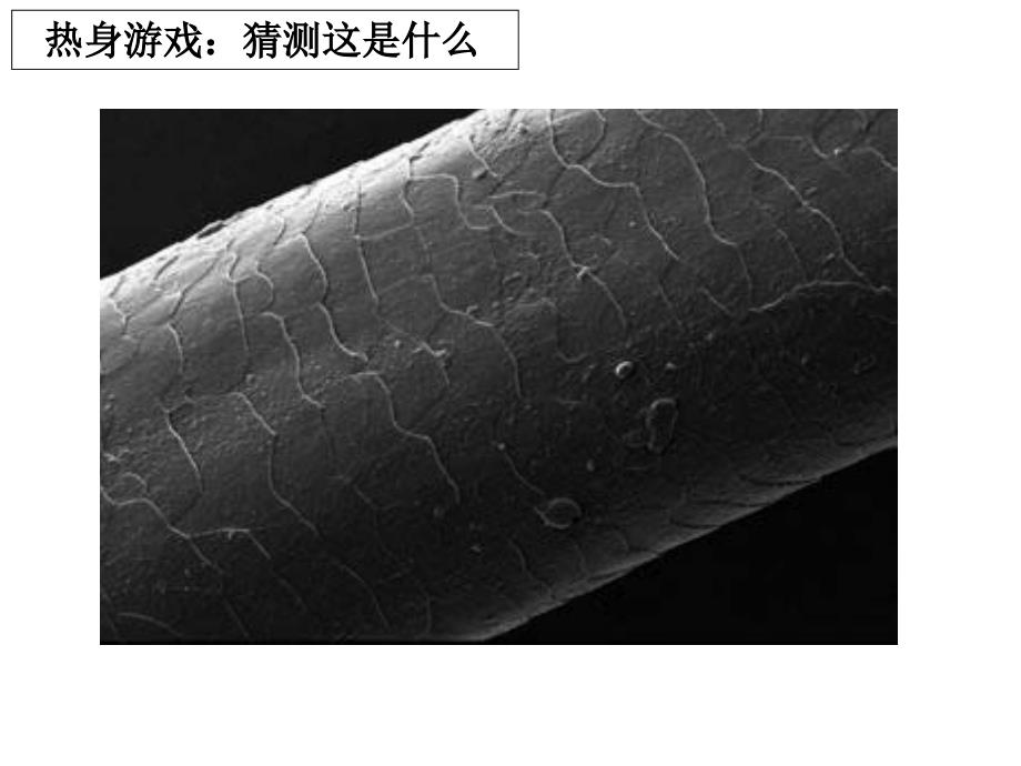 六下一5用显微镜观察身边的生命世界一 (2)_第2页