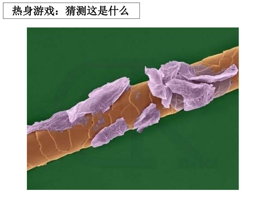 六下一5用显微镜观察身边的生命世界一 (2)_第4页