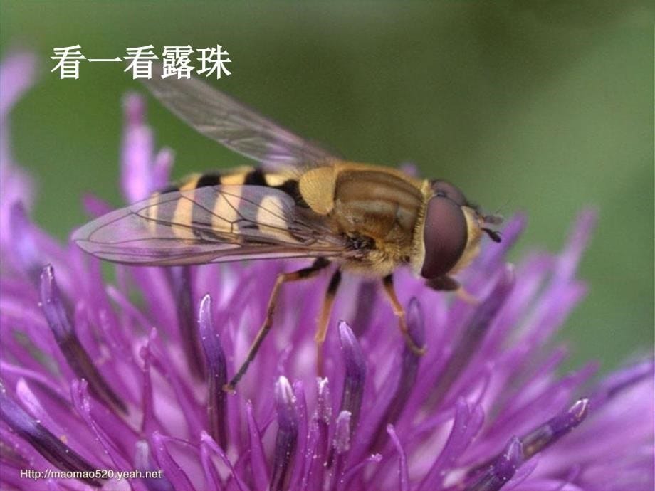 苏教版三上《小露珠》第一课时_第5页