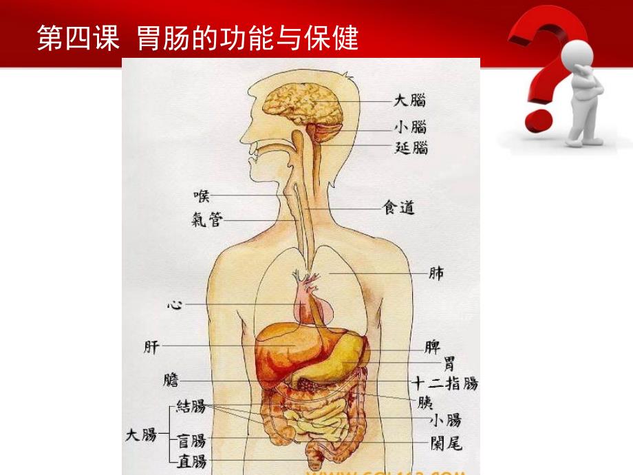 胃肠的功能与保健_第2页